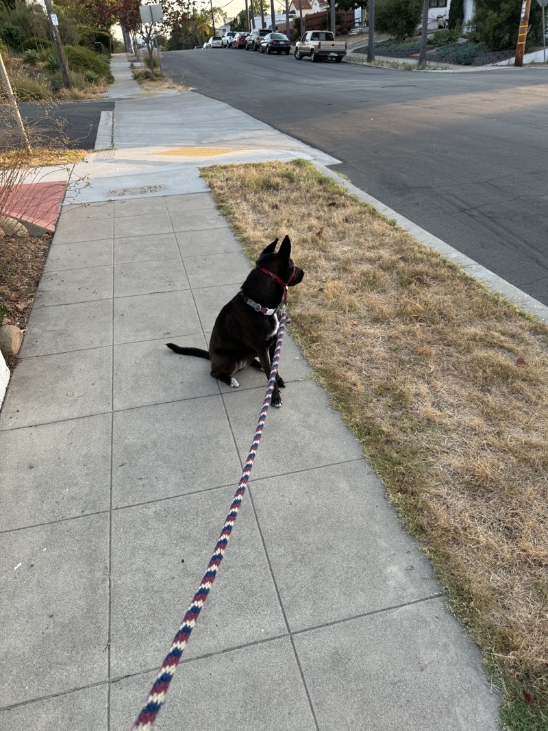 A picture of a black dog named Bowie sitting, taken on July 23 2024 at 6:33 am